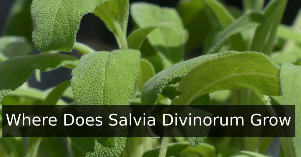 Where Does Salvia Divinorum Grow? - Salvia Hut™